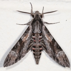 Agrius convolvuli (Convolvulus Hawk Moth) at Melba, ACT - 30 Jan 2021 by kasiaaus