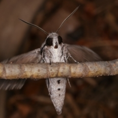 Agrius convolvuli at Melba, ACT - 31 Jan 2021