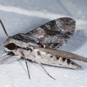 Agrius convolvuli at Melba, ACT - 31 Jan 2021 12:35 AM