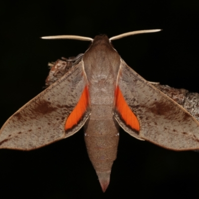 Hippotion scrofa (Coprosma Hawk Moth) at Melba, ACT - 31 Jan 2021 by kasiaaus