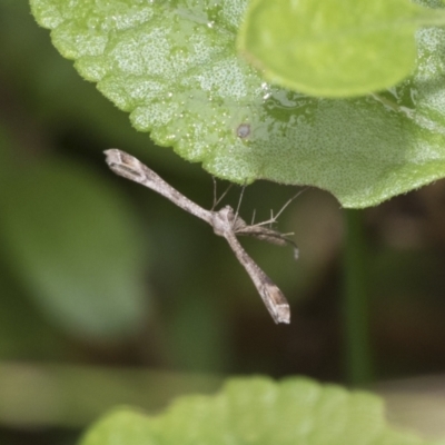 Stenoptilodes taprobanes (Plume Moth) at Higgins, ACT - 5 Feb 2021 by AlisonMilton