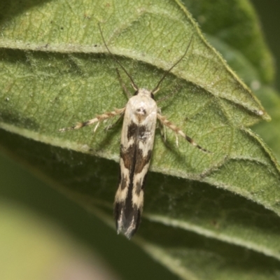 Stathmopoda melanochra (An Oecophorid moth (Eriococcus caterpillar)) at Higgins, ACT - 4 Feb 2021 by AlisonMilton
