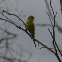 Melopsittacus undulatus (Budgerigar) at Molonglo River Reserve - 1 Jan 2021 by Caric