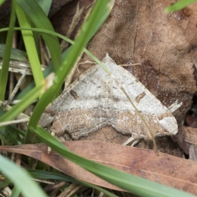 Dissomorphia australiaria (Dissomorphia australiaria) at Higgins, ACT - 4 Feb 2021 by AlisonMilton