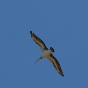 Pelecanus conspicillatus at Cook, ACT - 6 Feb 2021