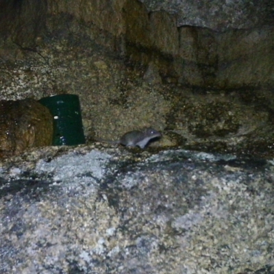 Antechinus agilis (Agile Antechinus) at Mount Clear, ACT - 19 Jan 2021 by ChrisHolder