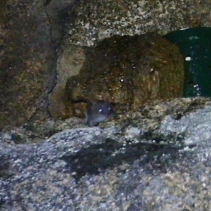 Antechinus agilis at Mount Clear, ACT - 19 Jan 2021