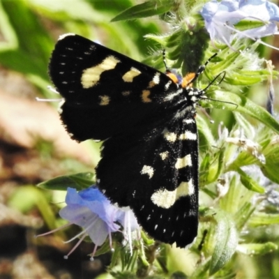 Phalaenoides tristifica (Willow-herb Day-moth) at Tennent, ACT - 6 Feb 2021 by JohnBundock