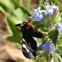 Phalaenoides tristifica at Tennent, ACT - 6 Feb 2021