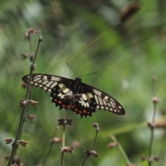 Papilio anactus (Dainty Swallowtail) at Cook, ACT - 6 Feb 2021 by Tammy