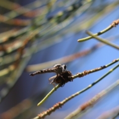 Cerdistus sp. (genus) (Slender Robber Fly) at Parkes, ACT - 2 Feb 2021 by Tammy