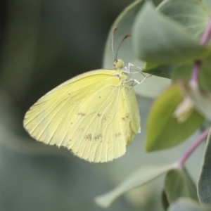 Eurema smilax at Higgins, ACT - 6 Feb 2021 04:27 PM