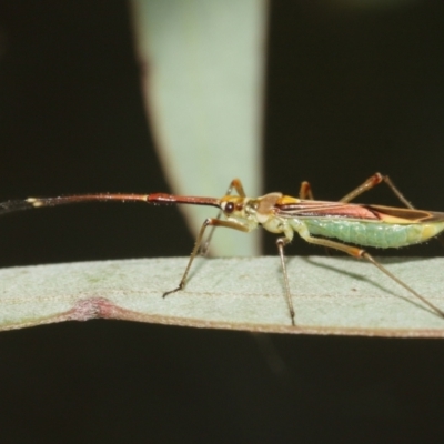 Rayieria acaciae (Acacia-spotting bug) at ANBG - 5 Feb 2021 by TimL