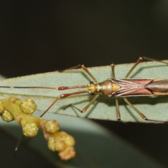 Rayieria acaciae at Watson, ACT - 5 Feb 2021