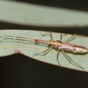 Rayieria acaciae at Watson, ACT - 5 Feb 2021