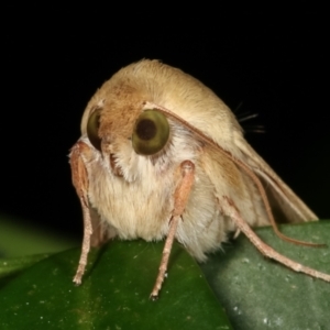 Helicoverpa armigera at Melba, ACT - 31 Jan 2021 10:54 PM