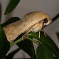 Helicoverpa armigera at Melba, ACT - 31 Jan 2021 10:54 PM