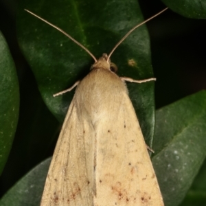 Helicoverpa armigera at Melba, ACT - 31 Jan 2021 10:54 PM