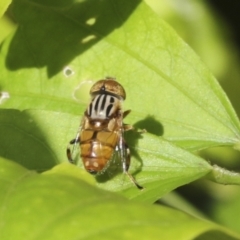 Eristalinus punctulatus (Golden Native Drone Fly) at Higgins, ACT - 29 Jan 2021 by AlisonMilton