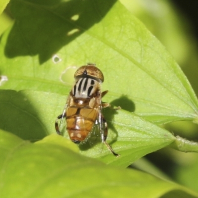 Eristalinus punctulatus (Golden Native Drone Fly) at Higgins, ACT - 29 Jan 2021 by AlisonMilton