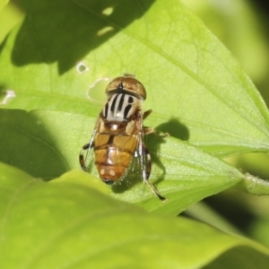 Eristalinus punctulatus at Higgins, ACT - 30 Jan 2021 09:40 AM