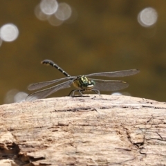 Hemigomphus gouldii at Paddys River, ACT - 2 Feb 2021