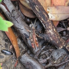 Exarna includens (Red-legged Exarna) at Watson, ACT - 30 Jan 2021 by Christine