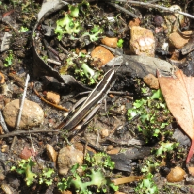 Macrotona australis (Common Macrotona Grasshopper) at Watson, ACT - 30 Jan 2021 by Christine