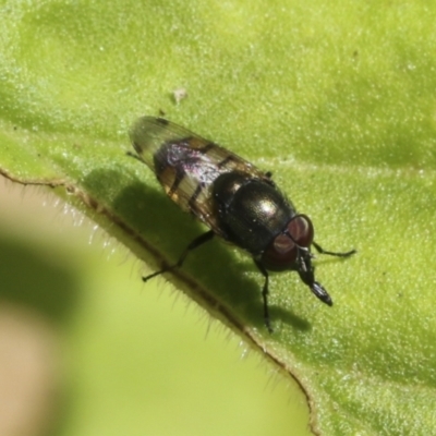 Stomorhina sp. (genus) (Snout fly) at Higgins, ACT - 30 Jan 2021 by AlisonMilton