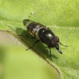 Stomorhina sp. (genus) at Higgins, ACT - 30 Jan 2021 09:46 AM