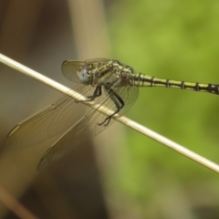 Orthetrum caledonicum (Blue Skimmer) at Watson, ACT - 30 Jan 2021 by Christine