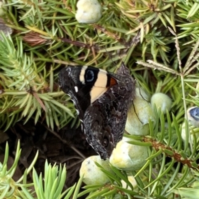 Vanessa itea (Yellow Admiral) at Murrumbateman, NSW - 6 Feb 2021 by SimoneC