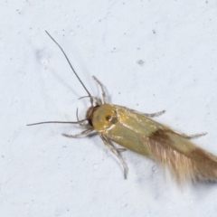 Stathmopoda crocophanes (Yellow Stathmopoda Moth) at Melba, ACT - 31 Jan 2021 by kasiaaus