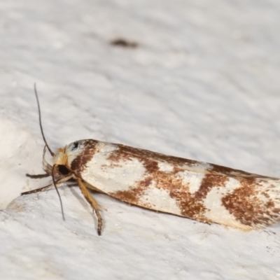 Palimmeces habrophanes (A Concealer moth) at Melba, ACT - 31 Jan 2021 by kasiaaus