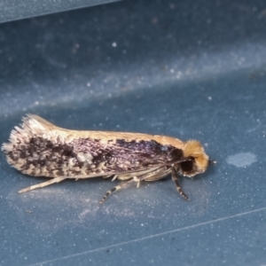 Monopis crocicapitella at Melba, ACT - 31 Jan 2021