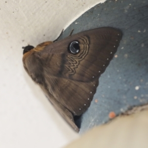 Dasypodia selenophora at Higgins, ACT - 31 Jan 2021