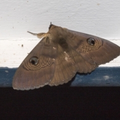 Dasypodia selenophora at Higgins, ACT - 31 Jan 2021 03:37 AM