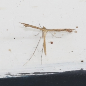 Stenoptilodes taprobanes at Higgins, ACT - 2 Feb 2021