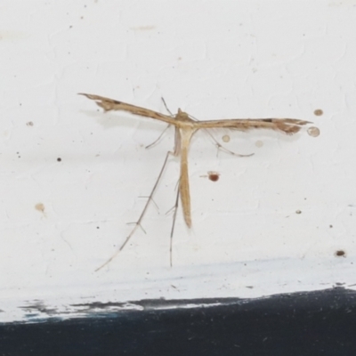 Stenoptilodes taprobanes (Plume Moth) at Higgins, ACT - 1 Feb 2021 by AlisonMilton