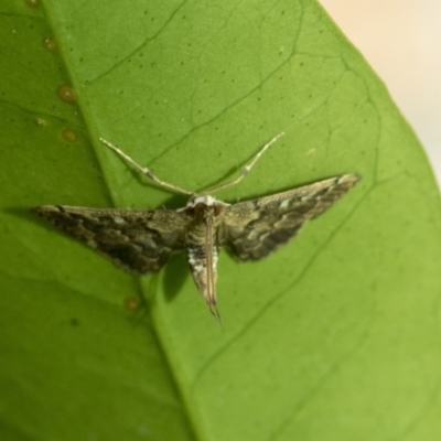 Nacoleia rhoeoalis (Spilomelinae) at Higgins, ACT - 30 Jan 2021 by AlisonMilton