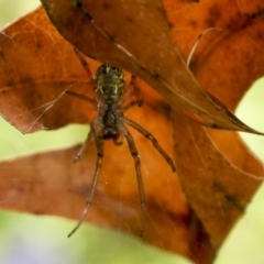 Phonognatha graeffei (Leaf Curling Spider) at Higgins, ACT - 30 Jan 2021 by AlisonMilton