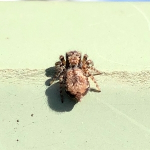 Servaea sp. (genus) at Aranda, ACT - 6 Feb 2021