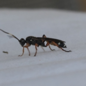 Ichneumon promissorius at Higgins, ACT - 30 Jan 2021