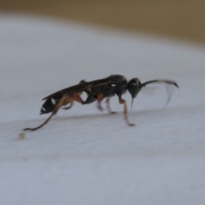 Ichneumon promissorius at Higgins, ACT - 30 Jan 2021