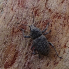 Polyphrades paganus at Watson, ACT - 30 Jan 2021