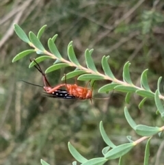 Lissopimpla excelsa (Orchid dupe wasp, Dusky-winged Ichneumonid) at Murrumbateman, NSW - 5 Feb 2021 by SimoneC