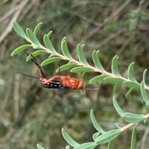 Lissopimpla excelsa at Murrumbateman, NSW - 5 Feb 2021