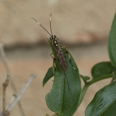 Ichneumonidae (family) (Unidentified ichneumon wasp) at Higgins, ACT - 5 Feb 2021 by AlisonMilton