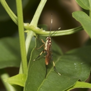 Ichneumonidae (family) at Higgins, ACT - 5 Feb 2021 08:50 AM