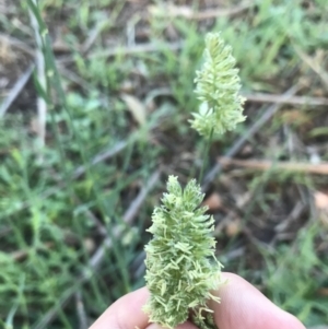 Dactylis glomerata at Hughes, ACT - 6 Feb 2021